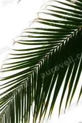 Tropical Palm Leaf Canvas Wall Art for Living Room Home Decor living room wall art for modern home decor
