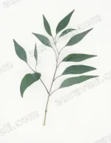 Eucalyptus Leaf Minimalist Canvas Wall Art for Living Room framed modern home decor