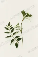 Botanical Green Leaves Canvas Wall Art for Living Room framed modern home decor