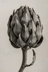 Artichoke Botanical Canvas Wall Art for Living Room Decor framed modern home