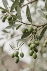 Green Olive Branch Canvas Wall Art for Living Room framed modern home decor