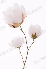 White Cotton Flower Canvas Wall Art for Living Room framed modern home decor